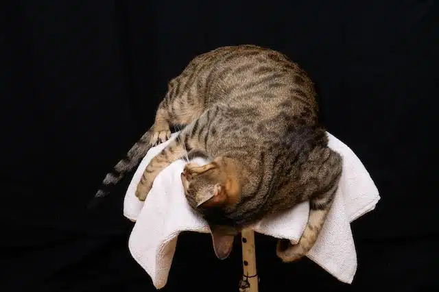 Savanna Cat