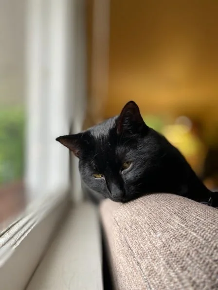 Bombay cat history