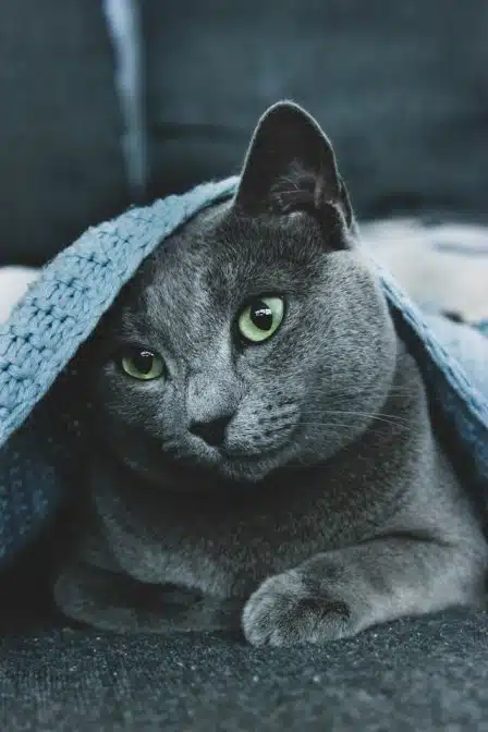 Russian Blue history