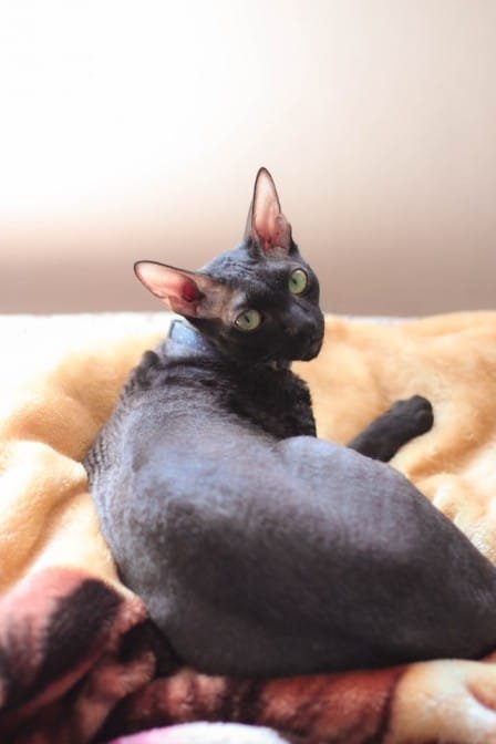 Cornish rex