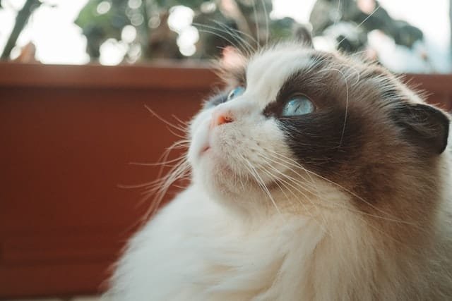 Ragdoll history