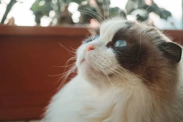 Ragdoll history