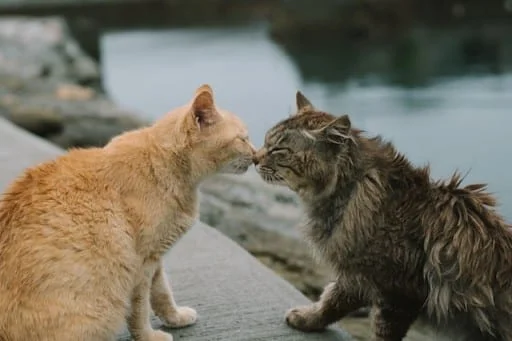 Cat socializing