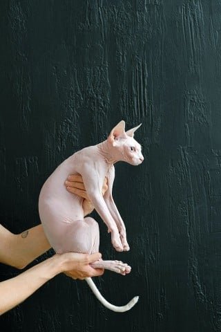 Donskoy cat history