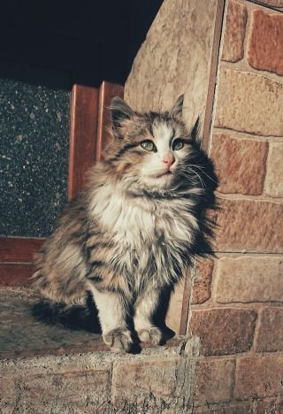 Norwegian Forest Cat - From Norse Myths To Cute Pets