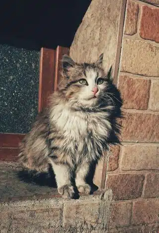Norwegian forest cat history
