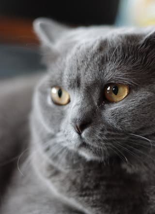 American Shorthair history