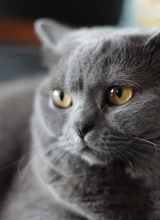American Shorthair history