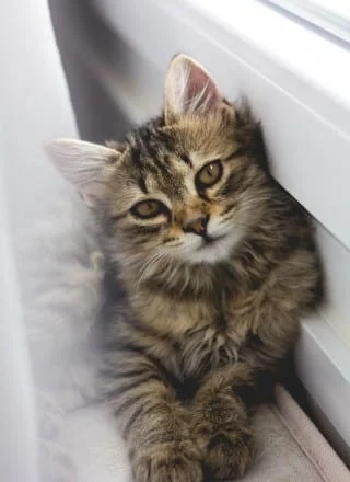 american bobtail history