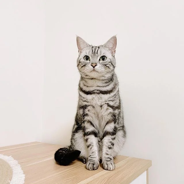 American Shorthair appearance