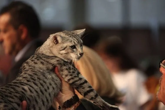 Egyptian Mau appearnace
