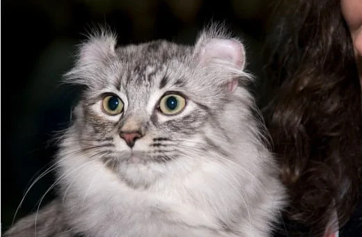 American curl by Nickolas Titkov