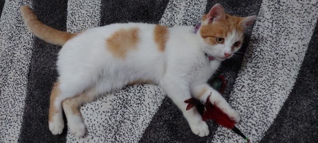 Mishka playing