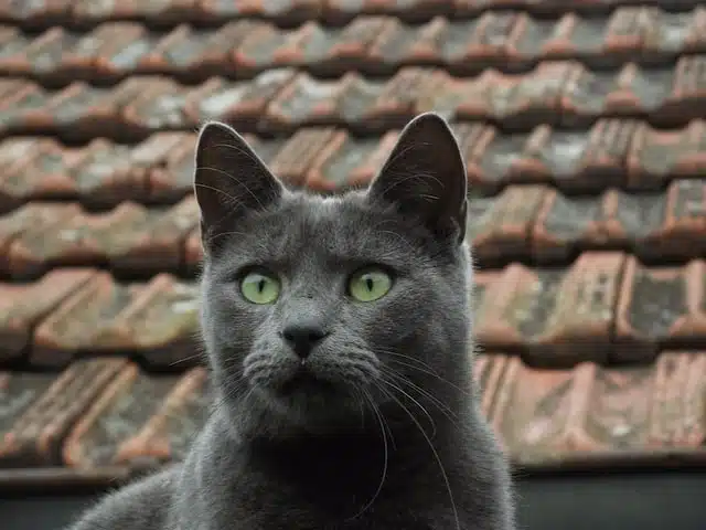 Russian Blue appearance