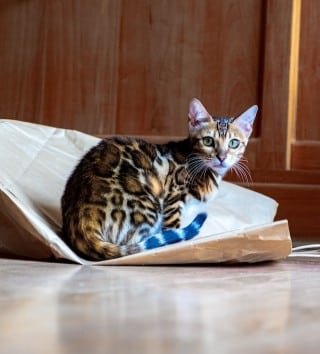 Bengal cat history