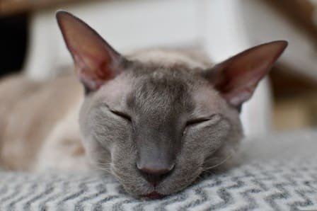 Cornish rex appearance