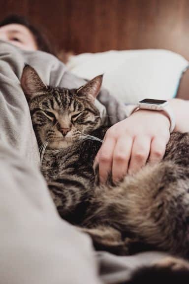 American bobtail health