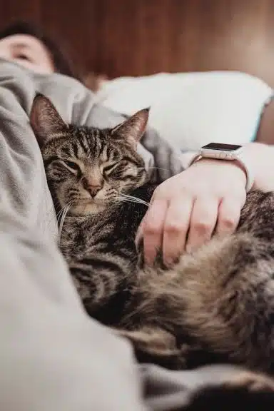American bobtail health