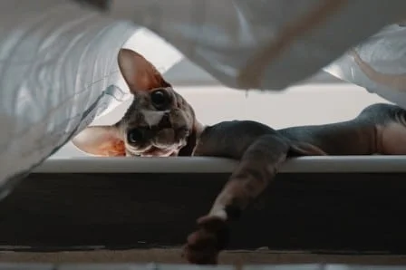 Donskoy cat appearance