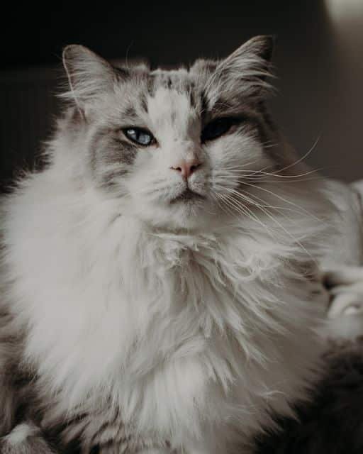 Ragdoll appearance