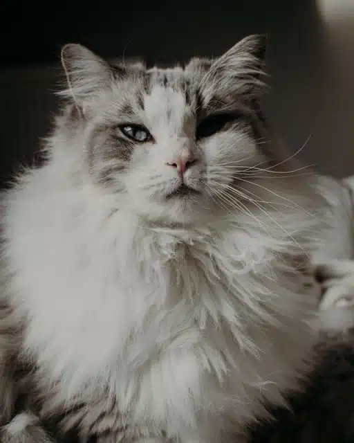 Ragdoll appearance
