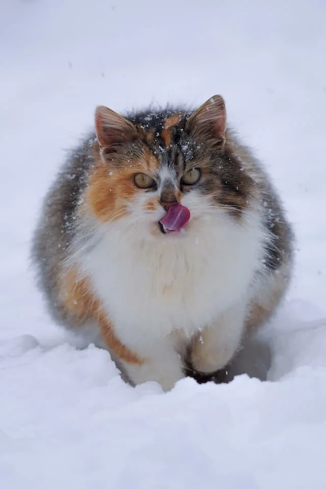Norwegian forest cat appearance