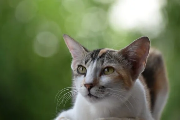 Abyssinian cat appearance