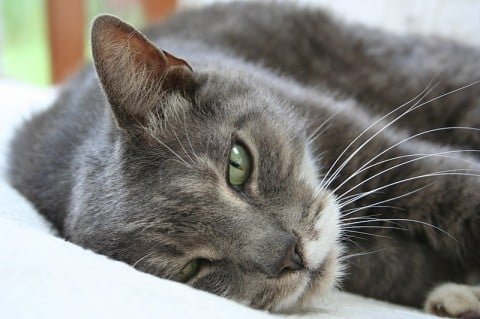 American shorthair health