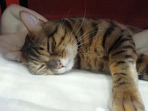 Egyptian Mau health