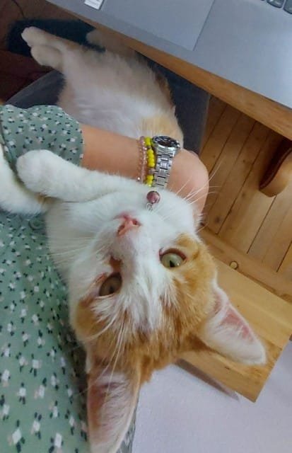 Adopting Mishka