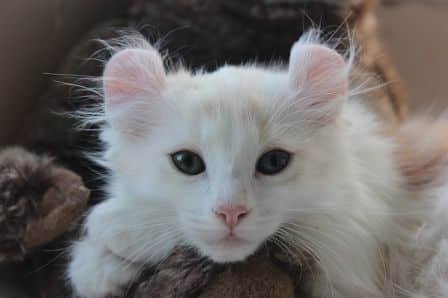 American curl health