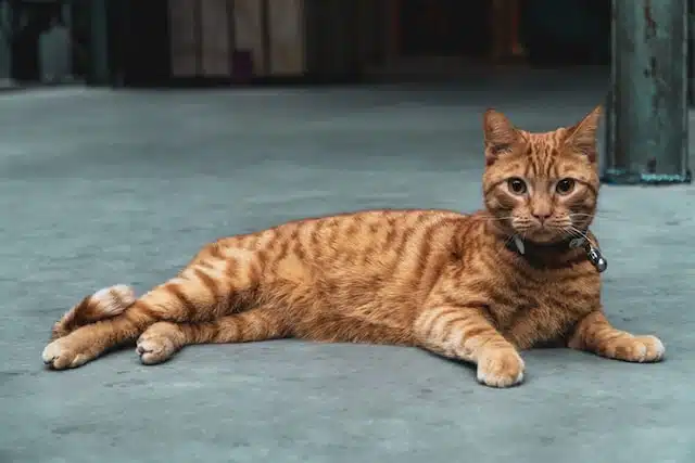 Savannah cat