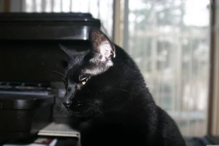 Bombay cat health