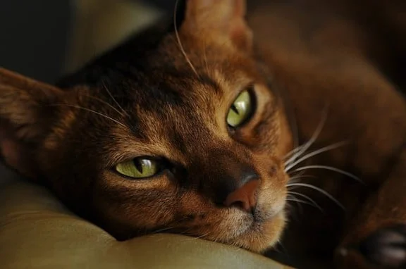 Abyssinian Cat health