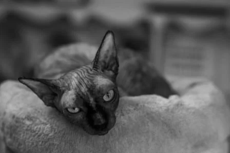 Cornish rex health