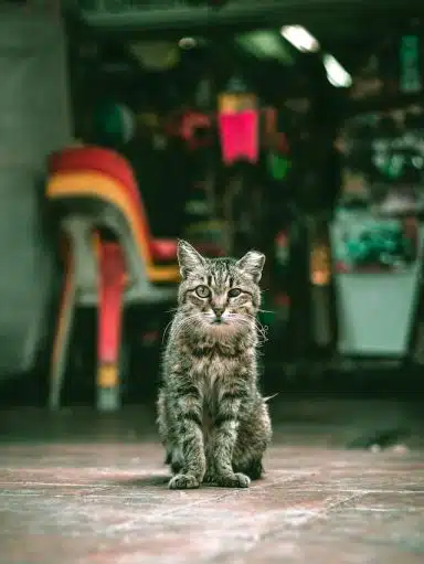 American Bobtail appearance