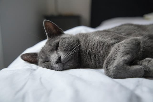 Russian blue cat health