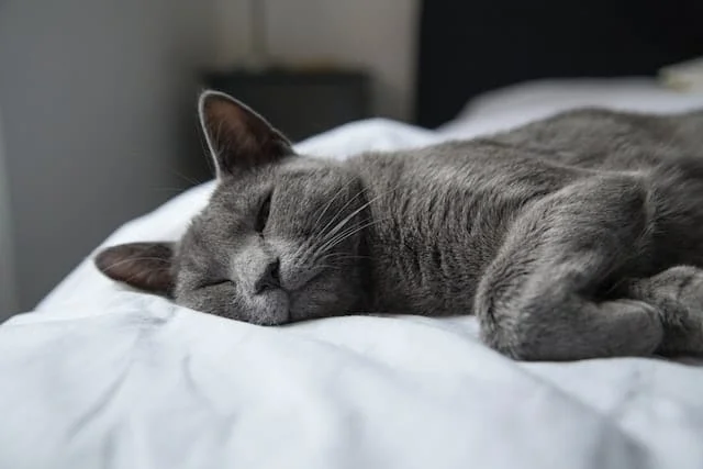 Russian blue cat health