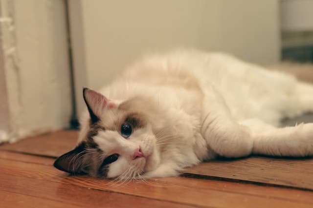 Ragdoll health