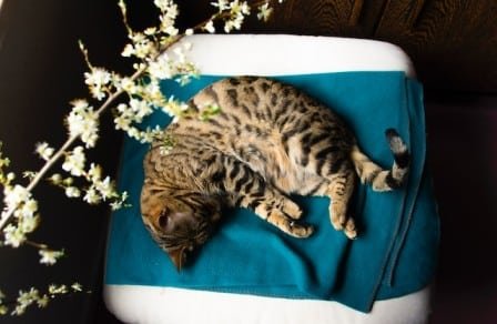 Bengal cat health