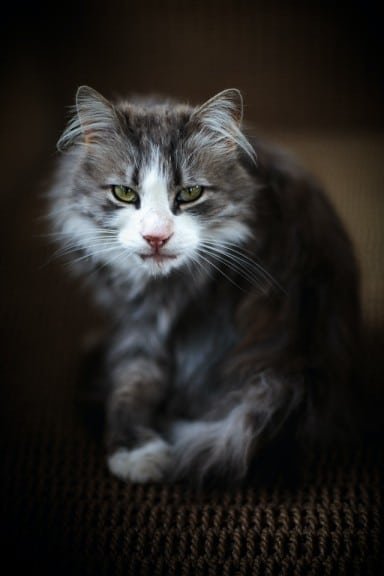 Norwegian forest cat health