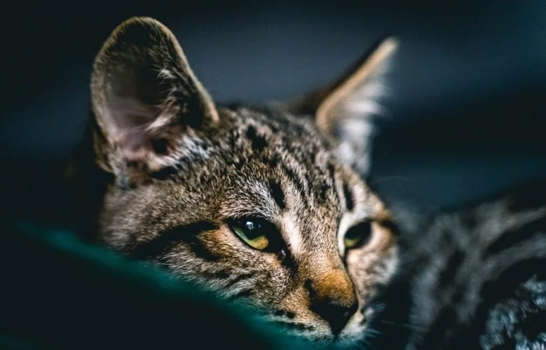 Savannah cat