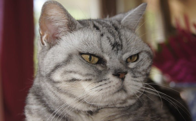 American Shorthair