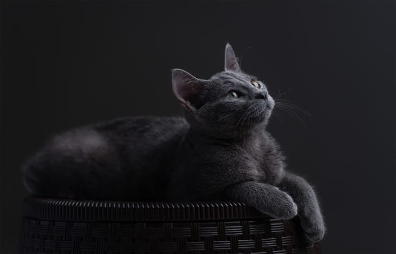 Russian Blue cat