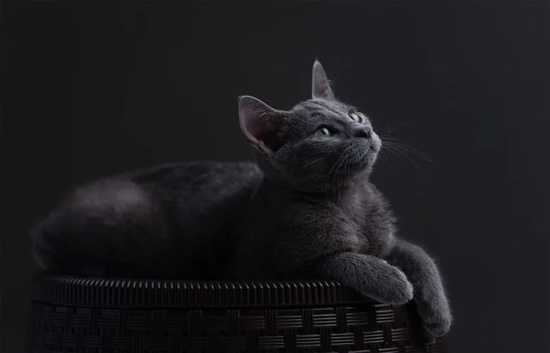 Russian Blue cat