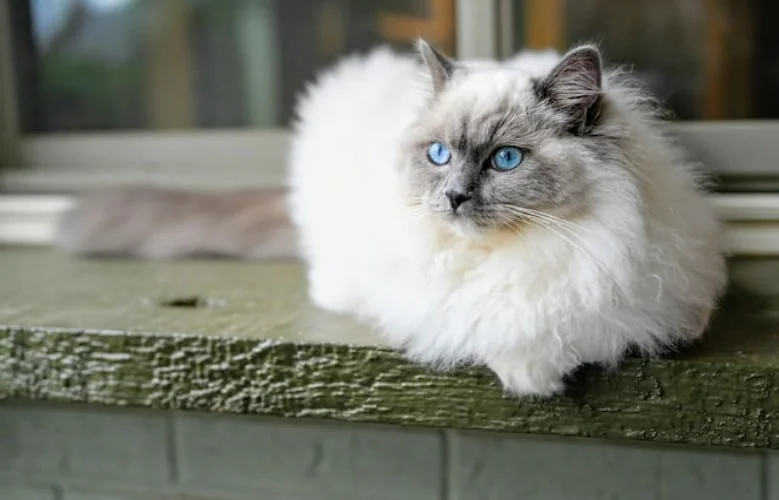 Ragdoll cat