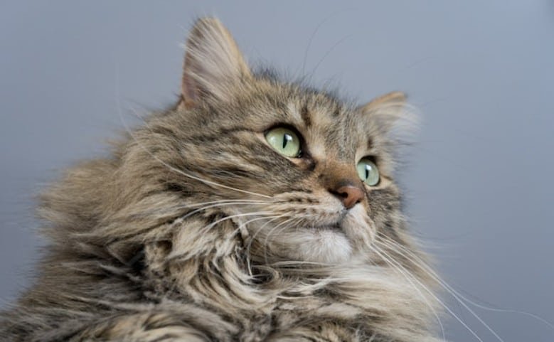 American Curl Cat - Adorable Furry Adventurers