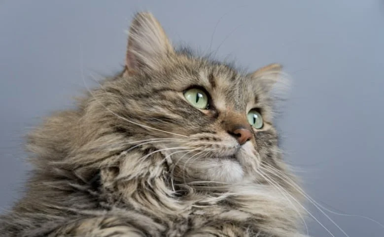 American Curl