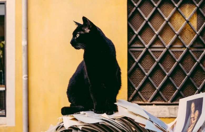 Bombay Cat