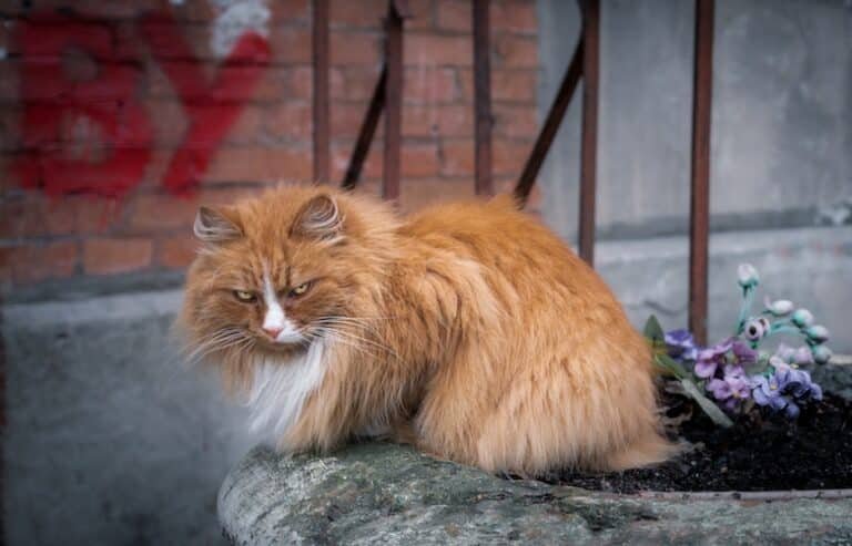 Norwegian forest cat